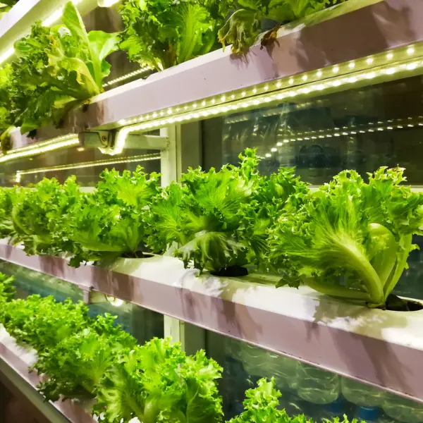 Linear motion solutions for AGVs and AMRs in vertical farming and greenhouses