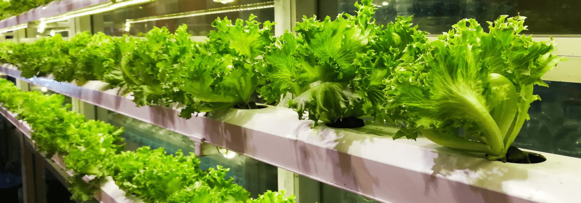 Soluzioni di movimento lineare per AGV e AMR nelle vertical farm e nelle serre