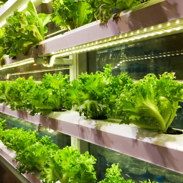 Linear motion solutions for AGVs and AMRs in vertical farming and greenhouses