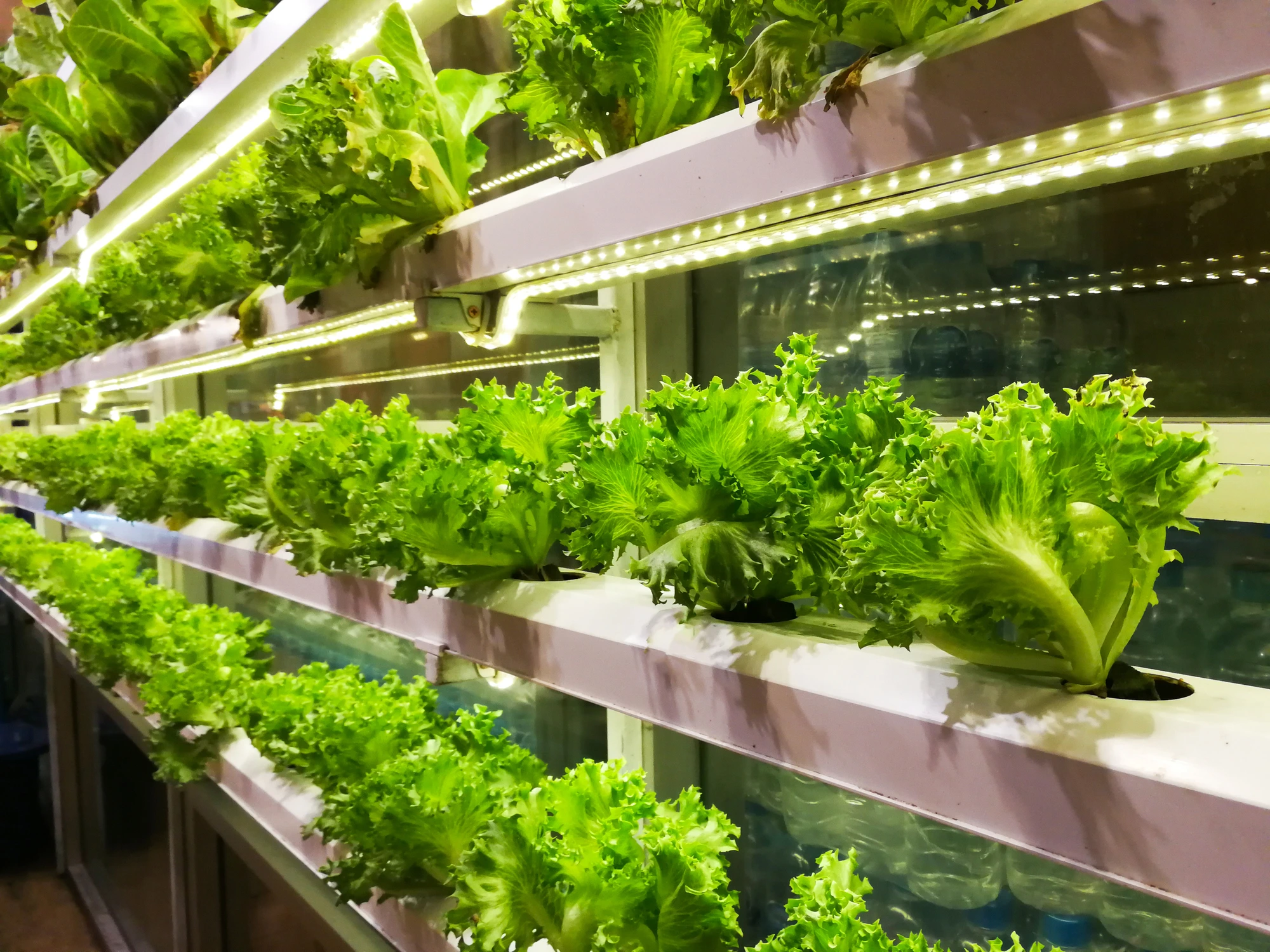 iStock-1082376576 Linear motion solutions for AGVs & AMRs in vertical farming and greenhouses